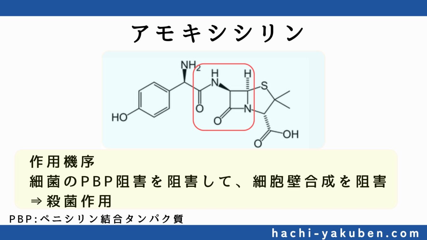 【ゴロ不要！】構造で覚えるペプチドトランスポーターの基質薬物